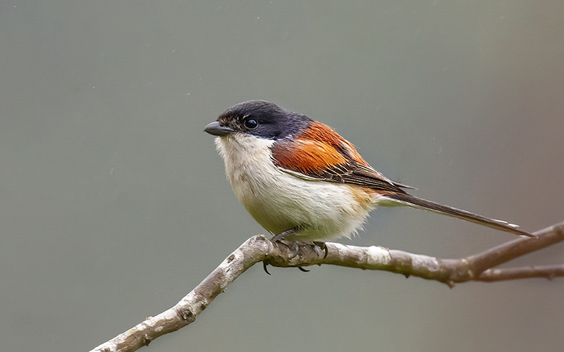 Burmese Shrike (Lanius collurioides) at Da Lat Birding Trails - Southern Vietnam. Photo by: Phuc Le - Vietnam Bird Photography Tours - Vietbirdphototours.com